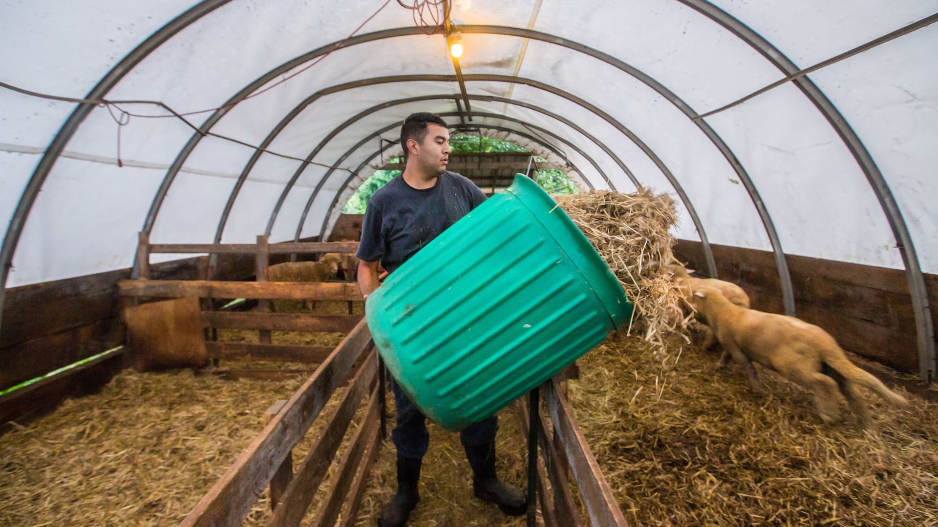 Victor changing the hay