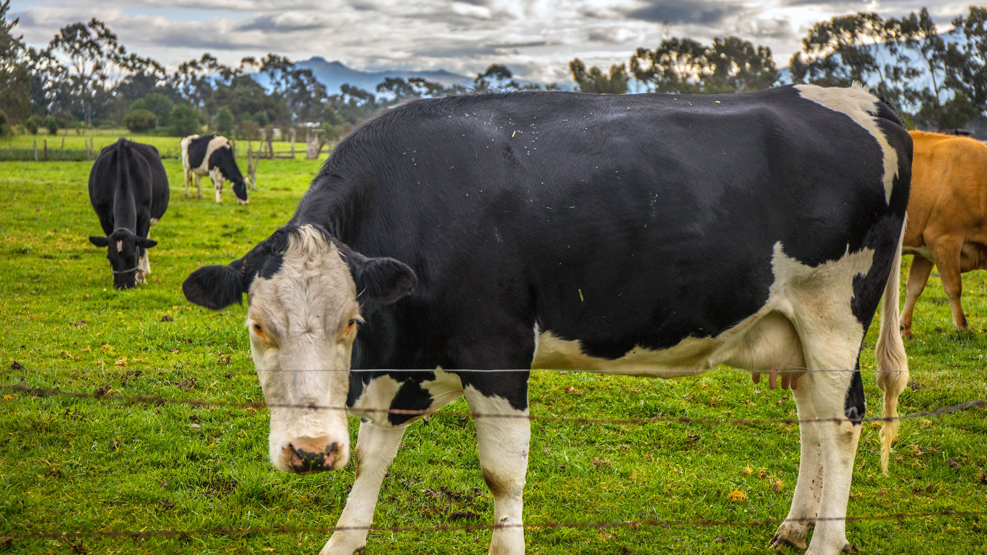 Cattle grazing in Machachi near Cotopaxi National Park