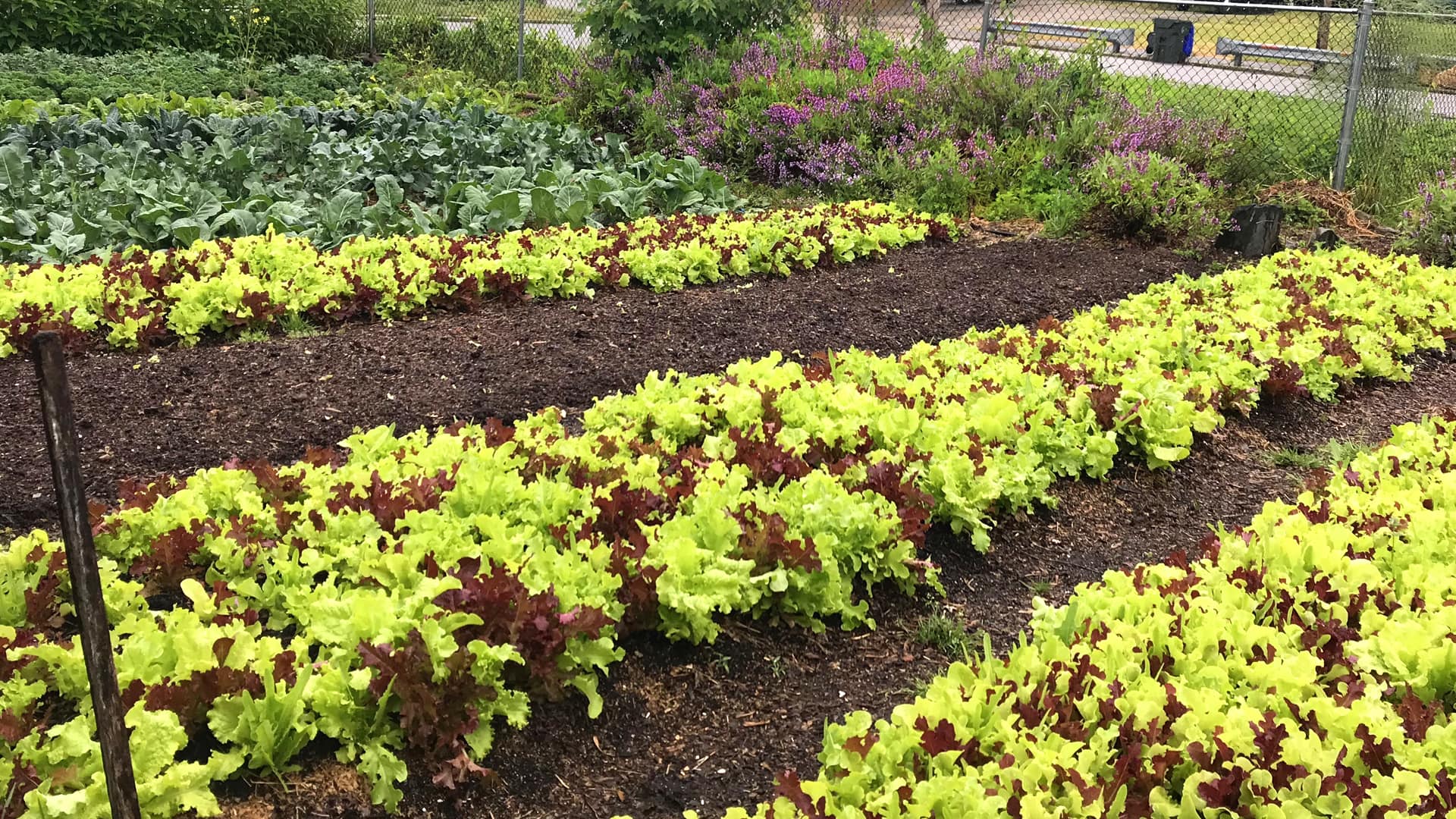 Plantings at the farm.