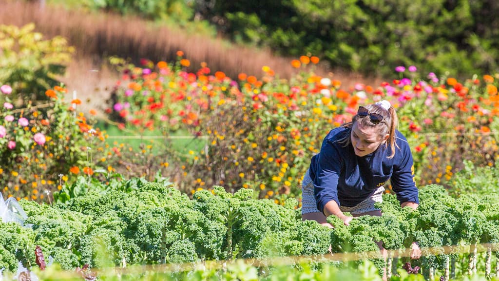 JWU students gleaning produce during a SASS farm visit.