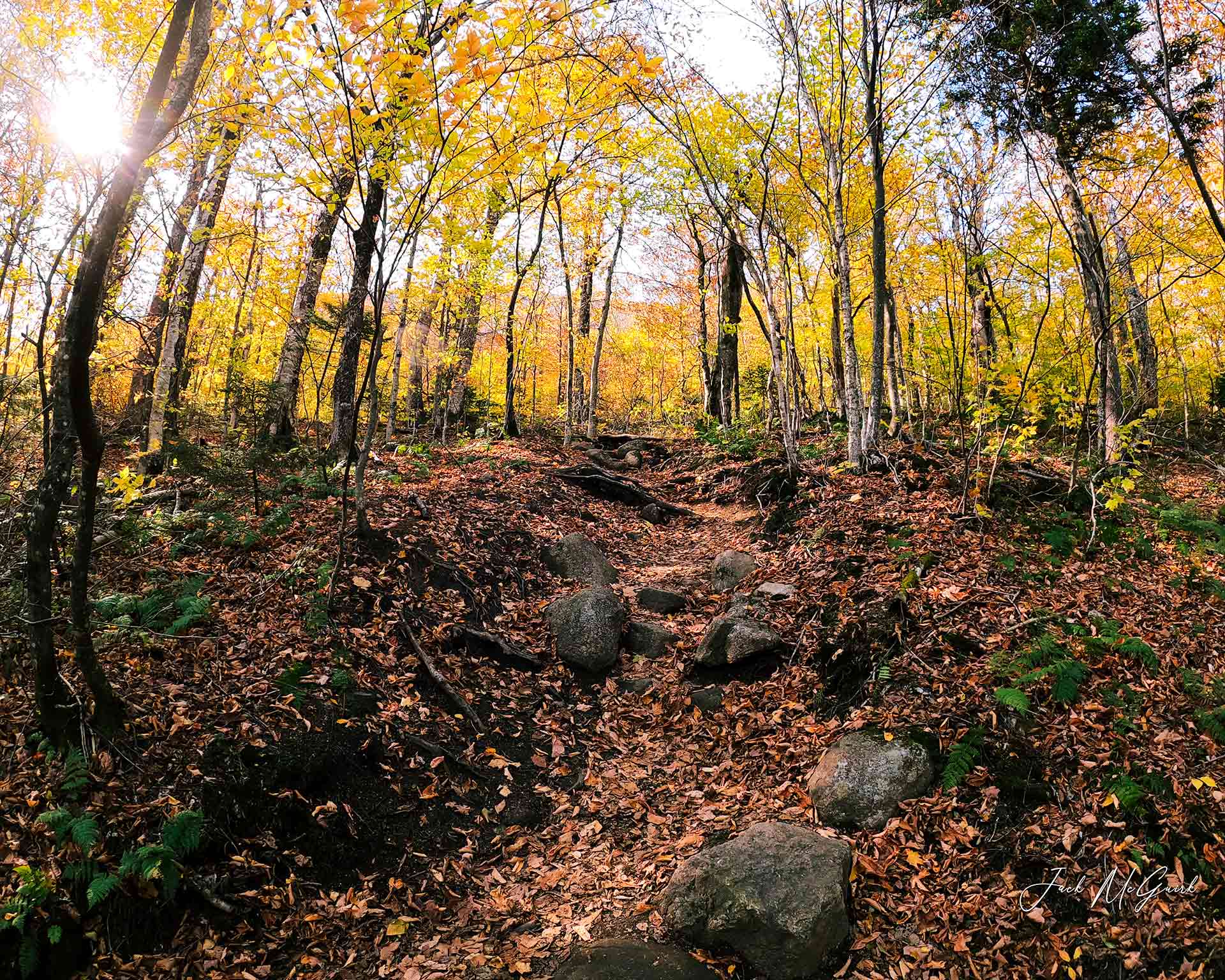 A photo of a forest hill by Jack McGuirk '21