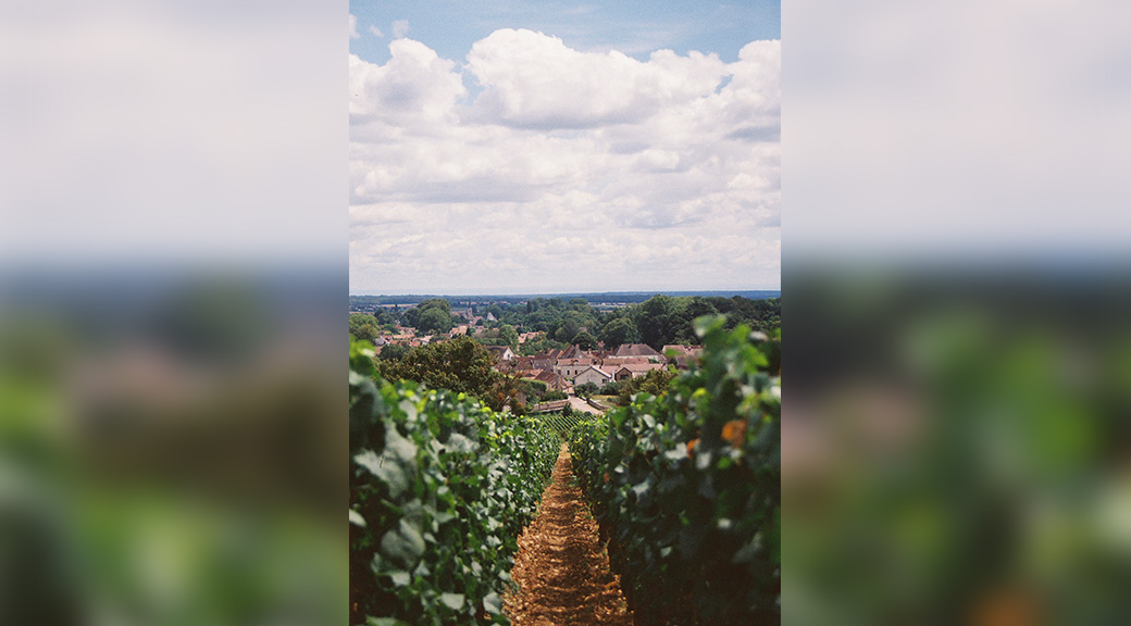 View of a vineyard in Greece