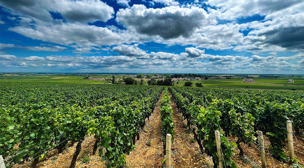 View of a Vineyard