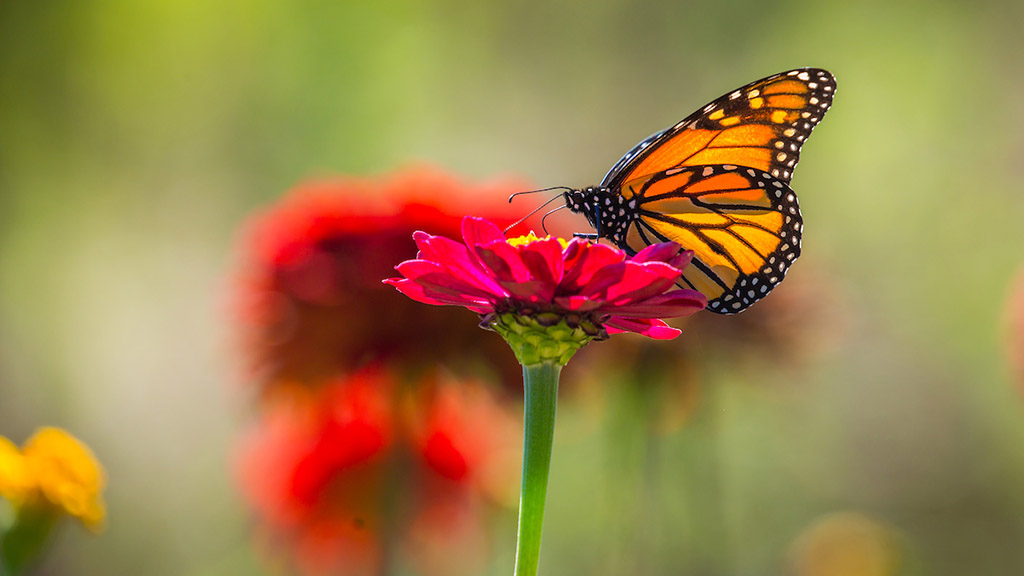 Close up image of butterfly on red flower.