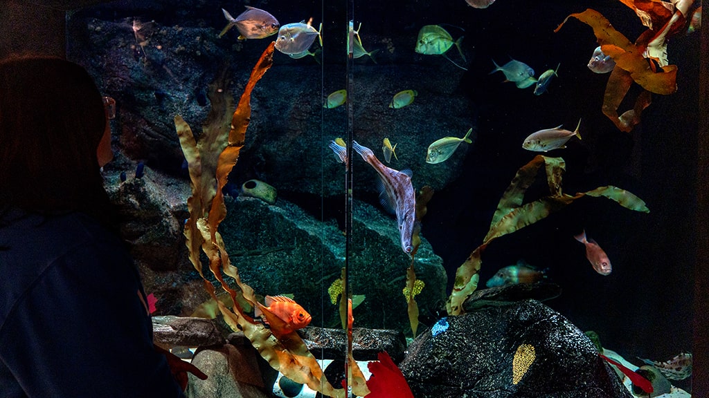 Fish tank at Save The Bay's Newport aquarium
