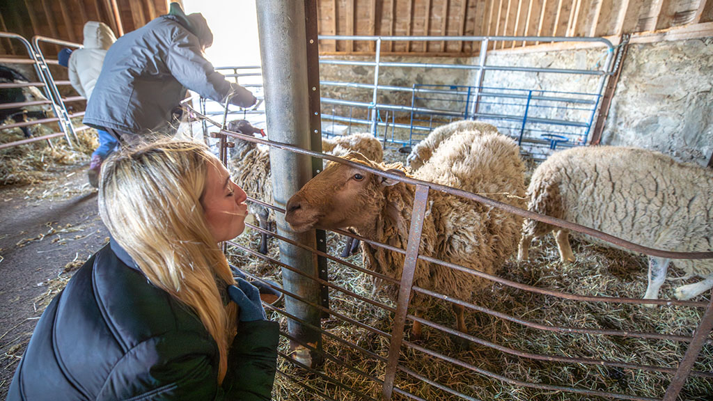 A student looking at a sheep at a farm