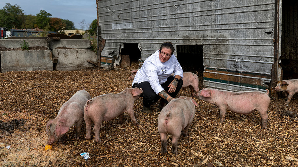 A person petting pigs