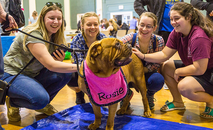 "Paws" to De-Stress